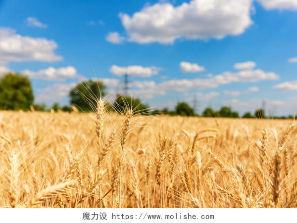 金黄麦田和云彩的夏天风景希望的田野二十四节气24节气芒种小满